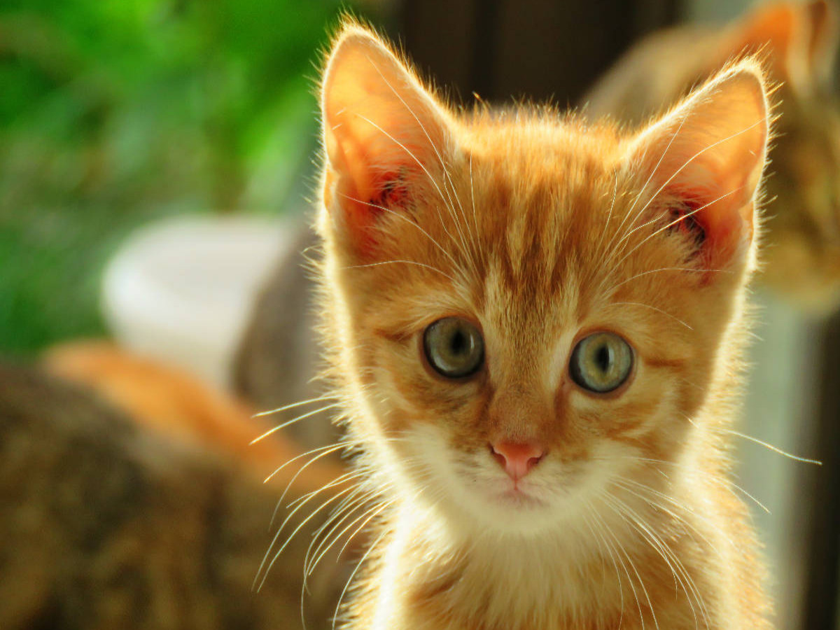 Roter Kater