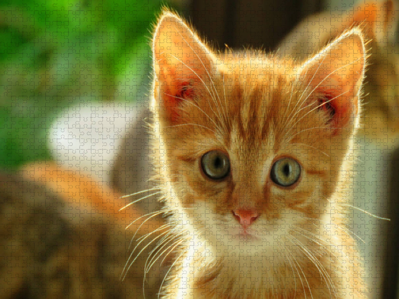 Roter Kater