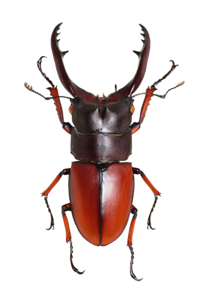 Lucanus cervus