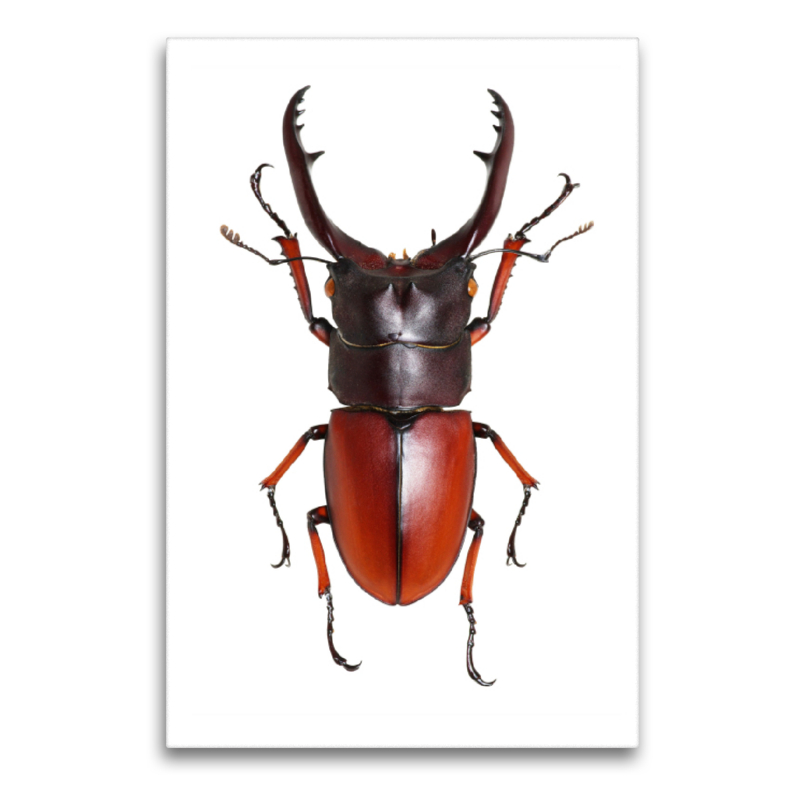 Lucanus cervus