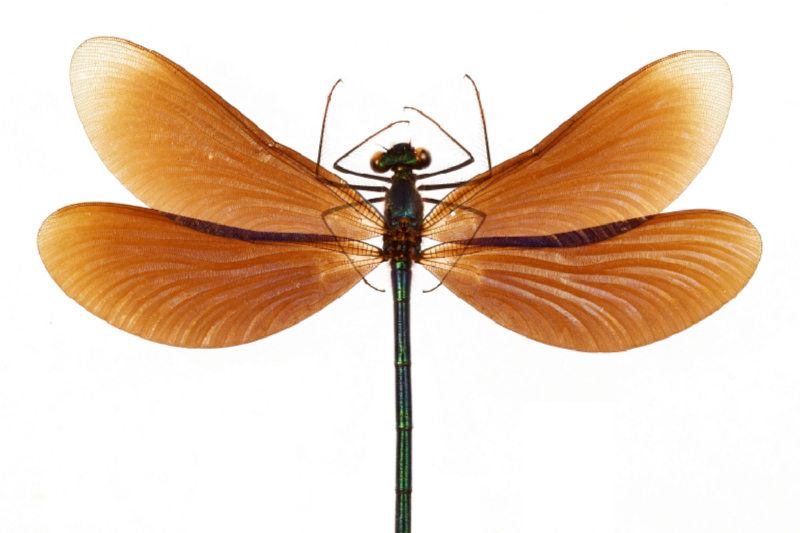 Calopteryx virgo