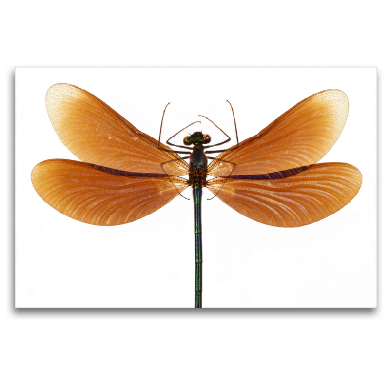 Calopteryx virgo