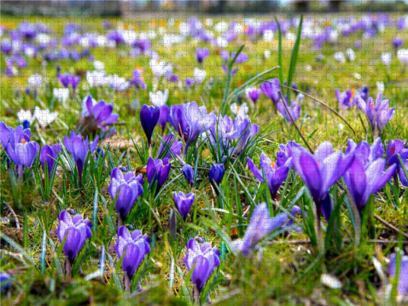 Krokusse im Park