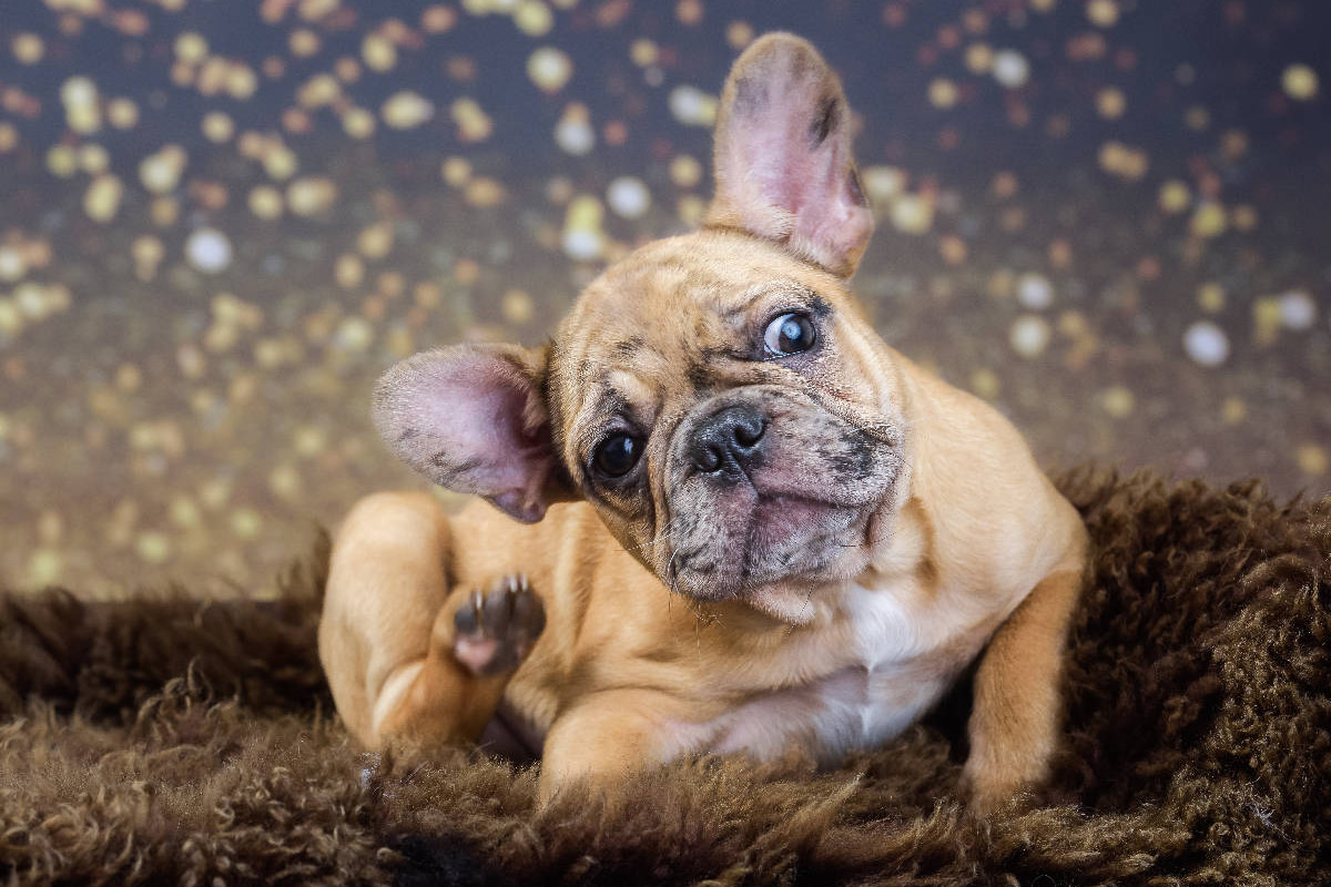 French-Bullterrier