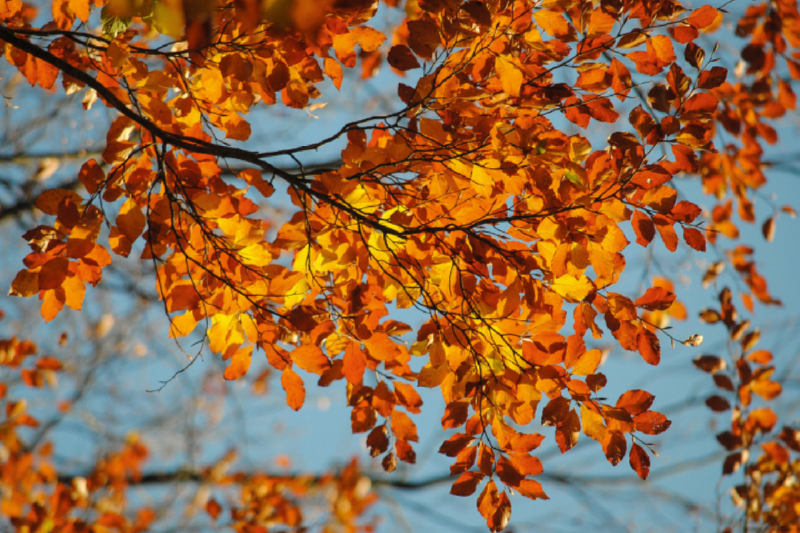 Herbstlich-goldenes Blätterdach