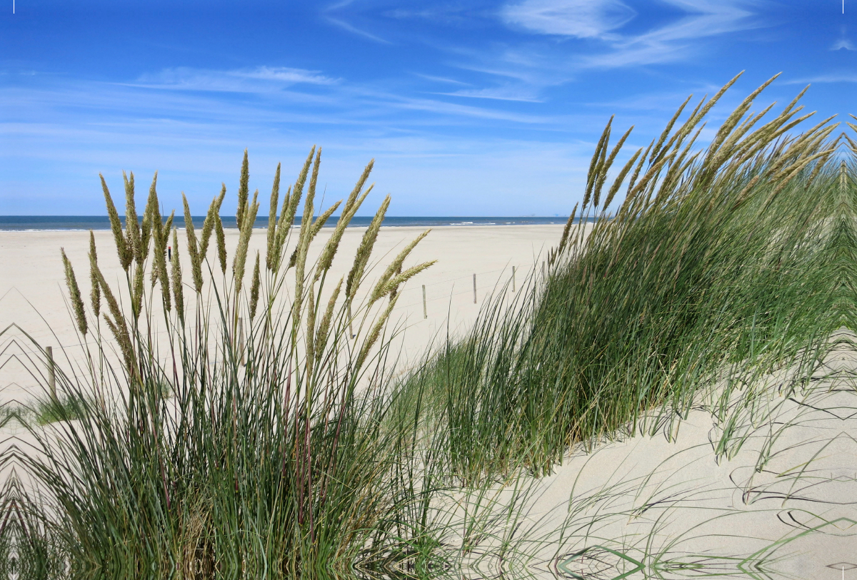 Strandhafer im Sommer