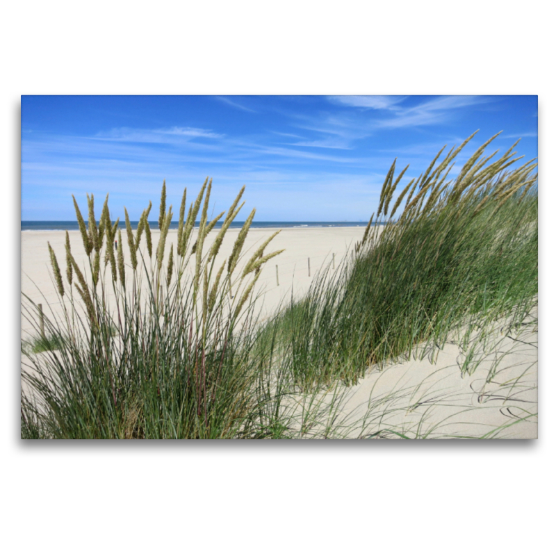 Strandhafer im Sommer