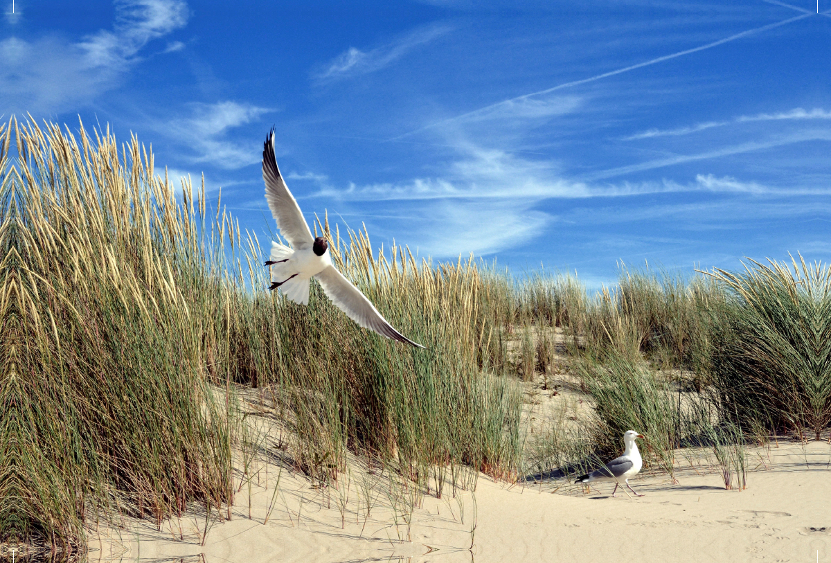 Möwen und Seeschwalbe in einer Düne