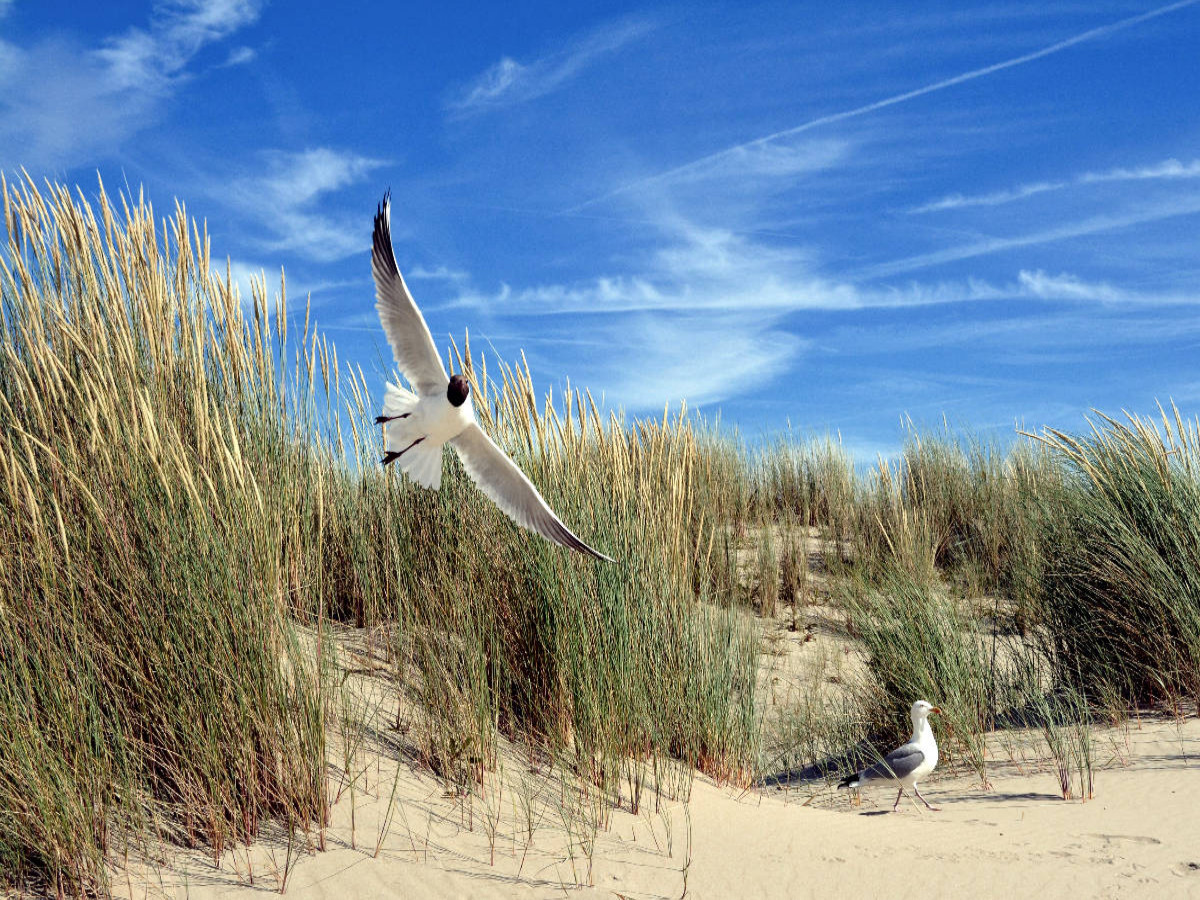 Möwen und Seeschwalbe in einer Düne