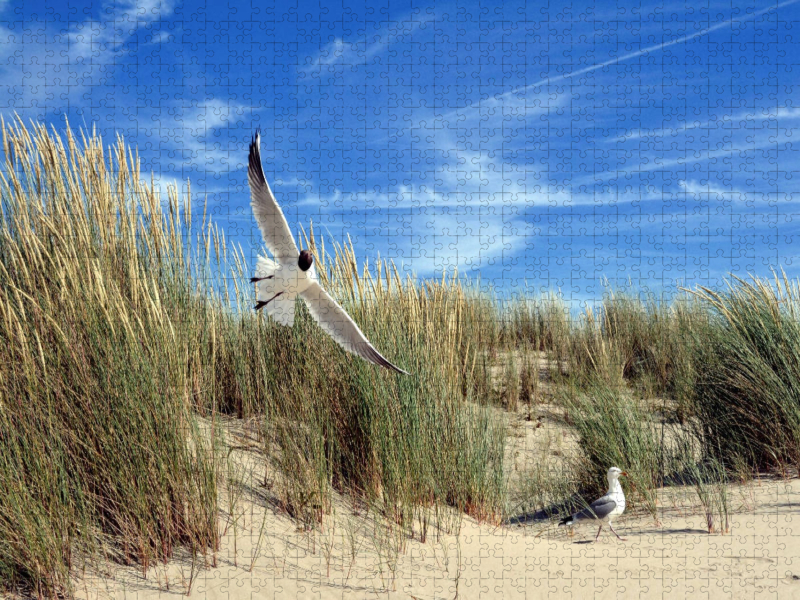 Möwen und Seeschwalbe in einer Düne