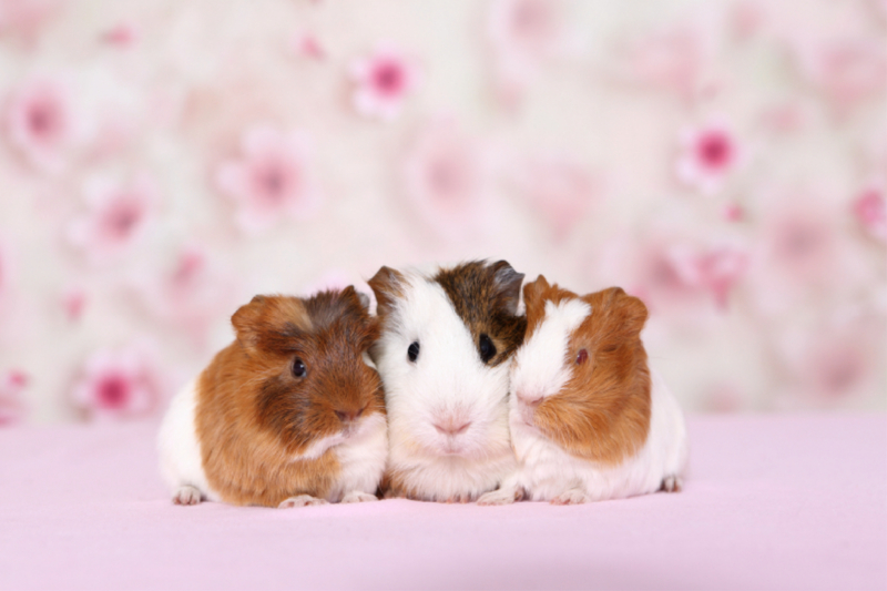 Meerschweinchen / guinea pig