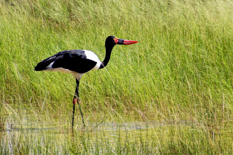 Sattelstorch im Hochgras