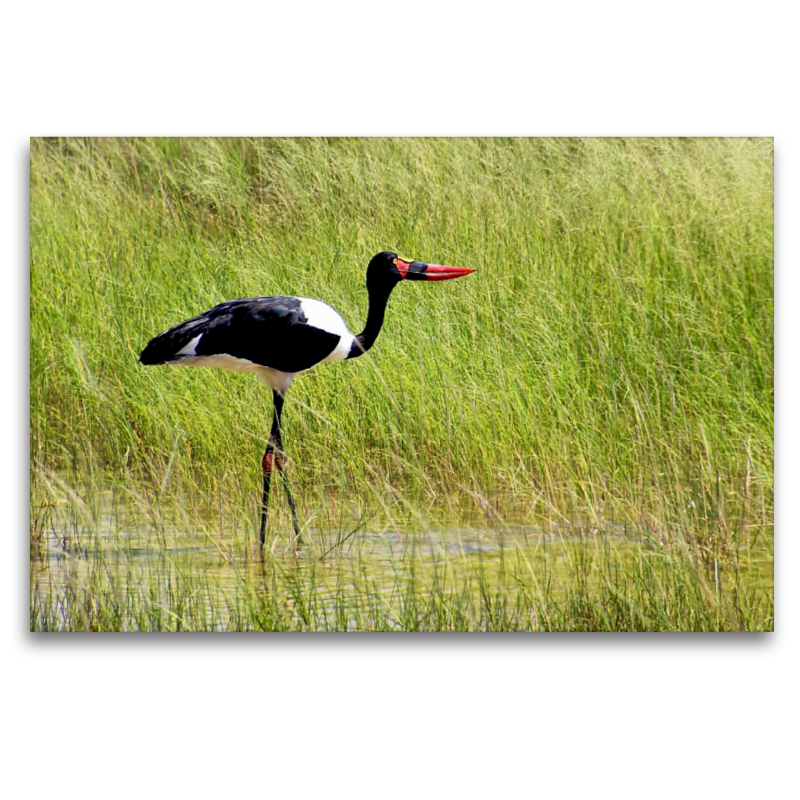 Sattelstorch im Hochgras