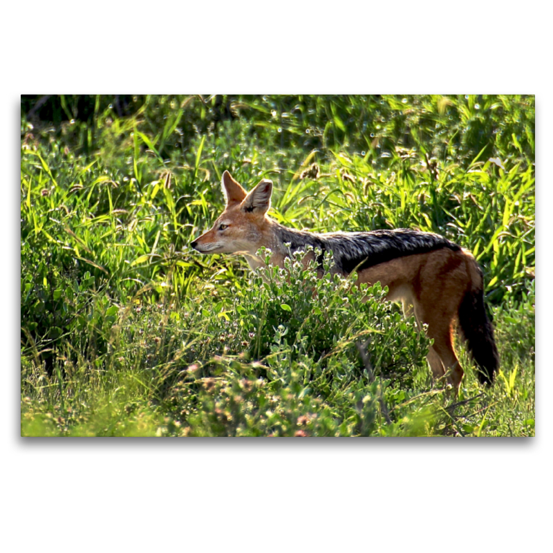 Schabracken-Schakal auf der Jagd