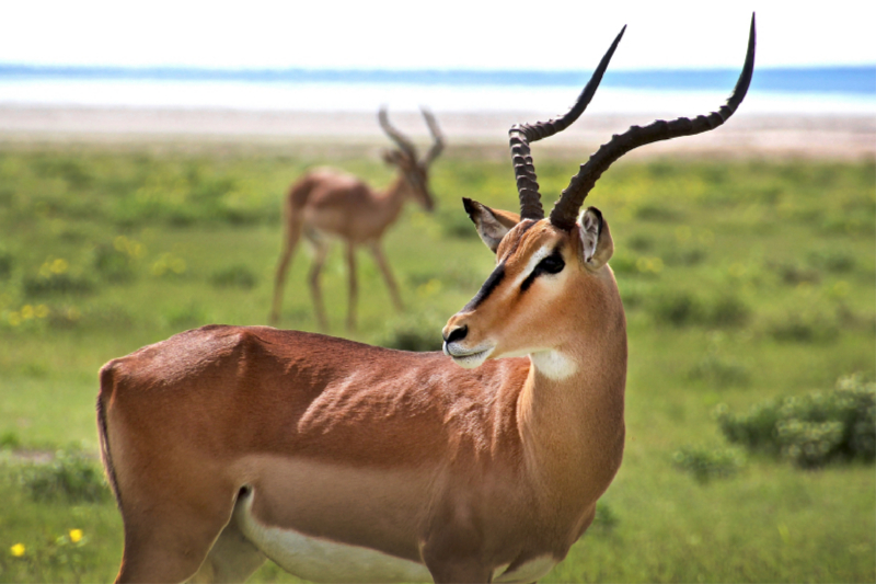 Impala Antilope