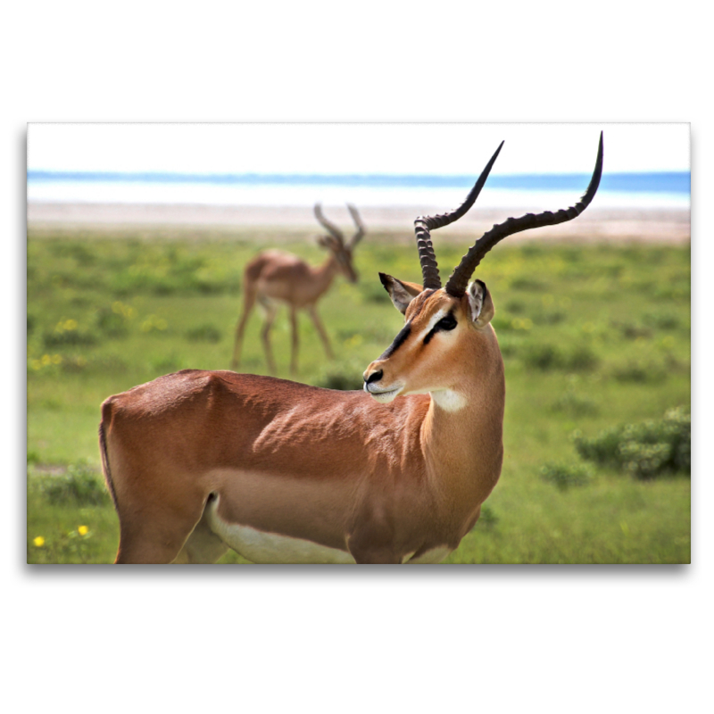 Impala Antilope