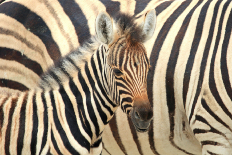 Zebra, Namibia