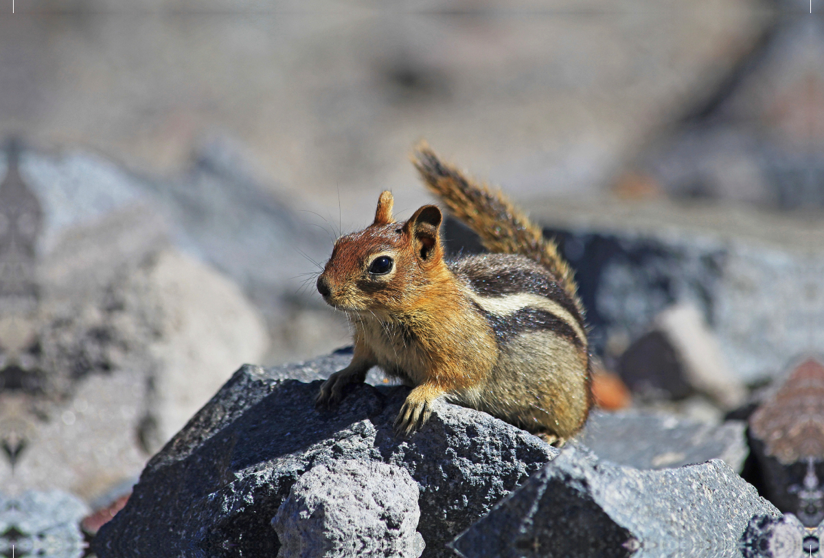 Goldmantelziesel im Crater Lake Nationalpark (USA)