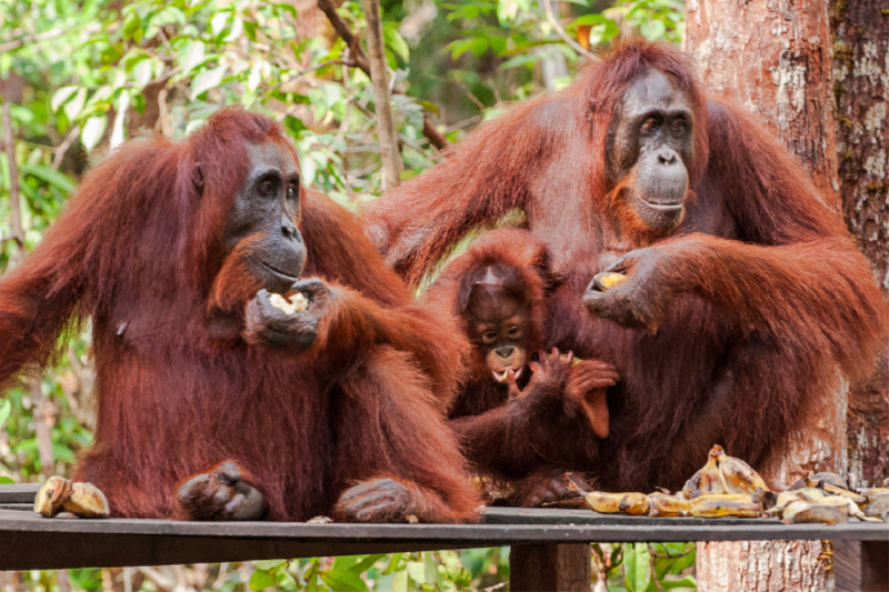 Orang Utans in Borneo, Tanjung Puting Nationalpark