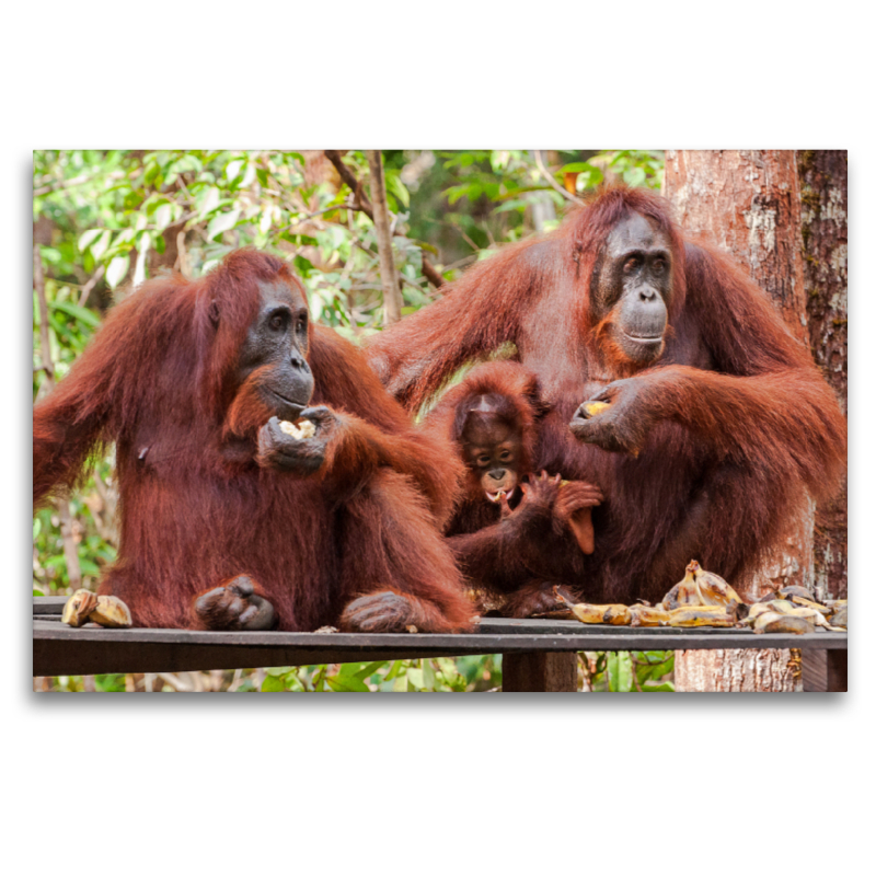 Orang Utans in Borneo, Tanjung Puting Nationalpark