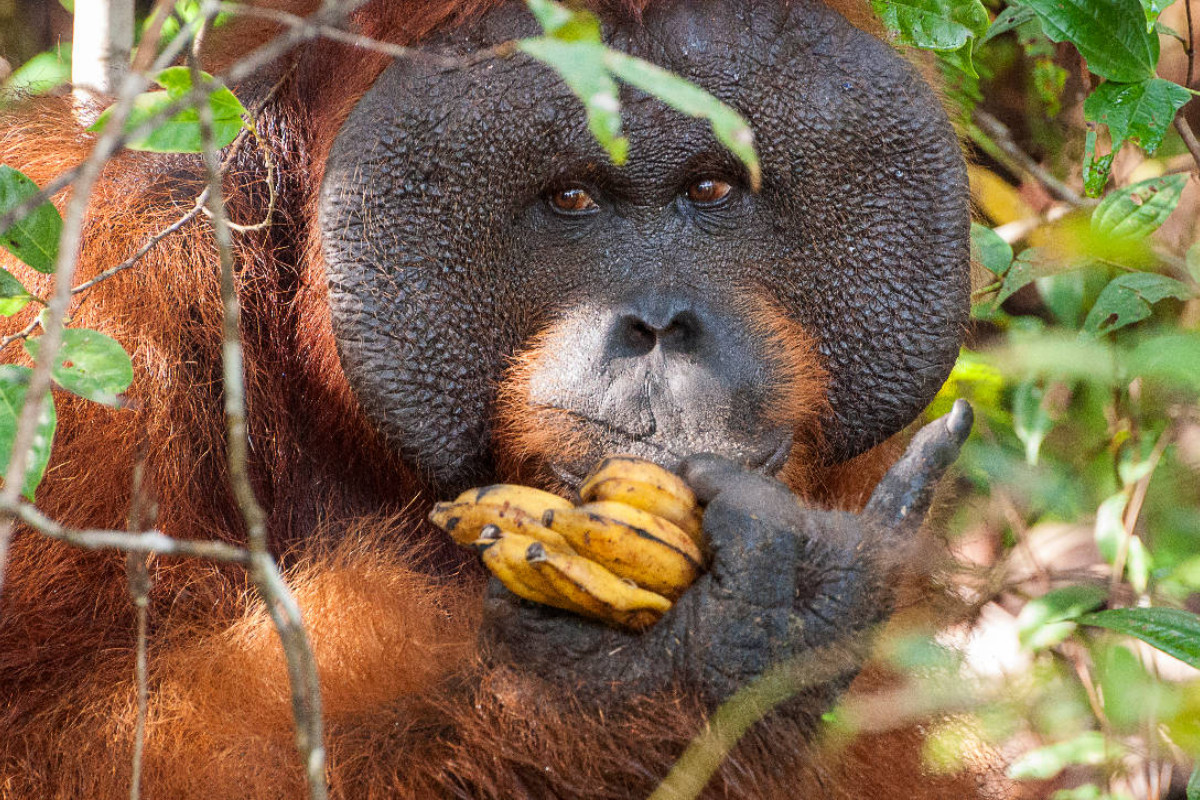 Orang Utans in Borneo, Tanjung Puting Nationalpark