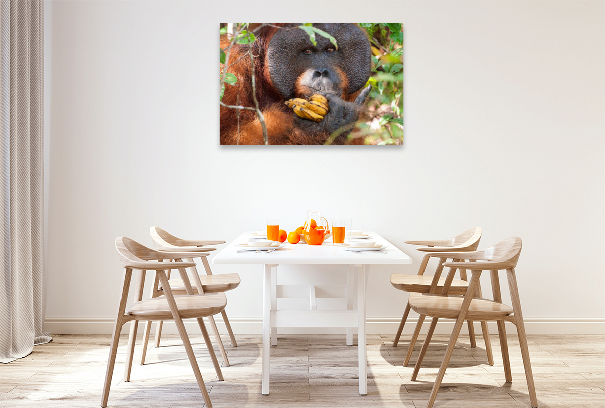 Orang Utans in Borneo, Tanjung Puting Nationalpark