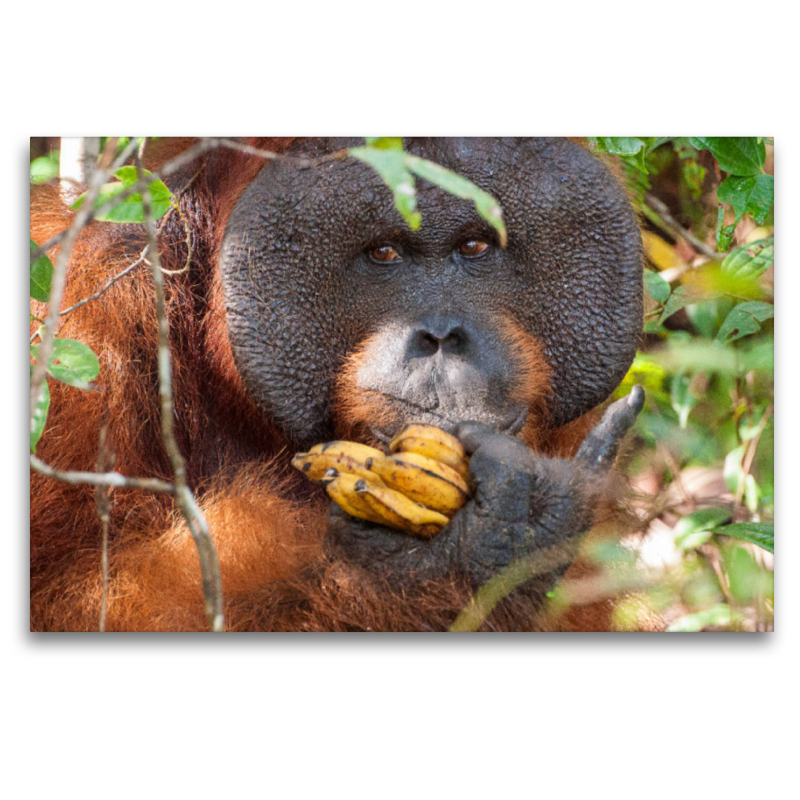 Orang Utans in Borneo, Tanjung Puting Nationalpark