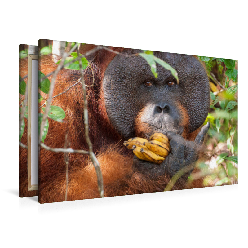 Orang Utans in Borneo, Tanjung Puting Nationalpark