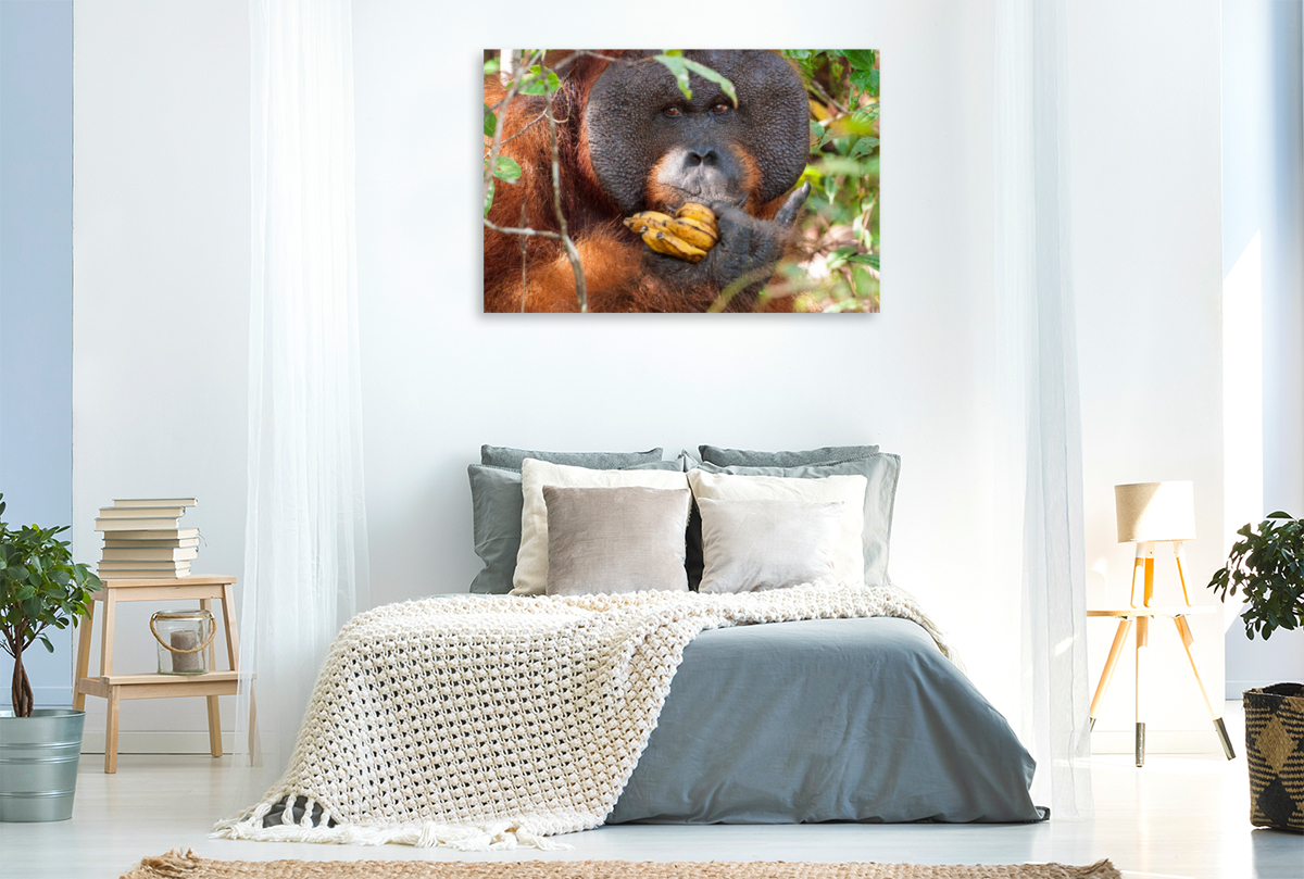 Orang Utans in Borneo, Tanjung Puting Nationalpark