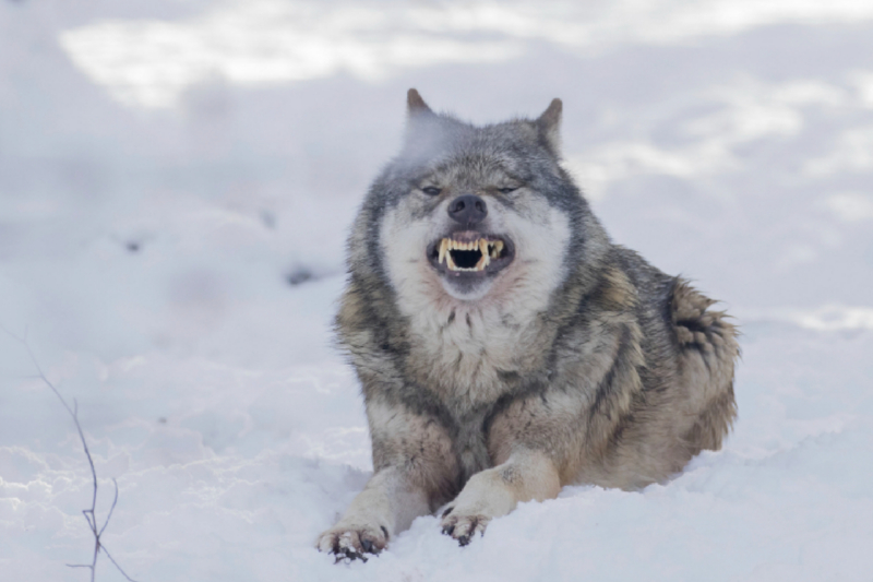 Wolf fletscht Zähne