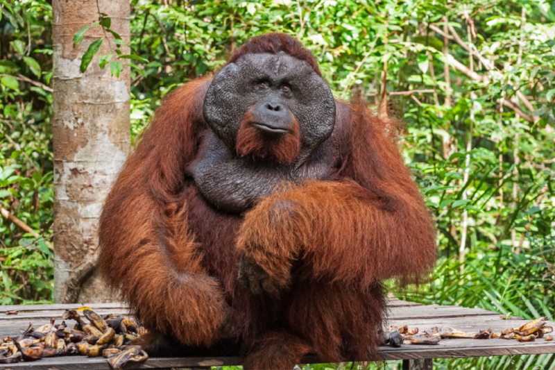 Ein Motiv aus dem Kalender Orang-Utans Menschenaffen auf Borneo