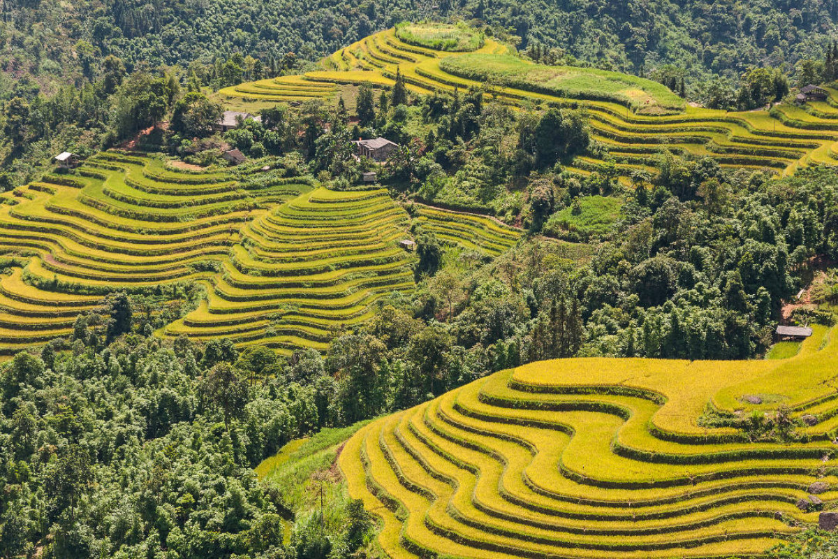 Reisterrassen, Hoang Su Phi, Vietnam