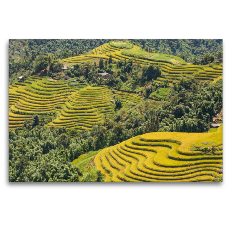 Reisterrassen, Hoang Su Phi, Vietnam