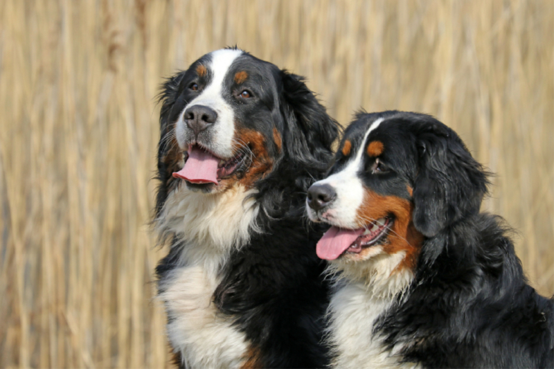 Berner  Sennenhunde