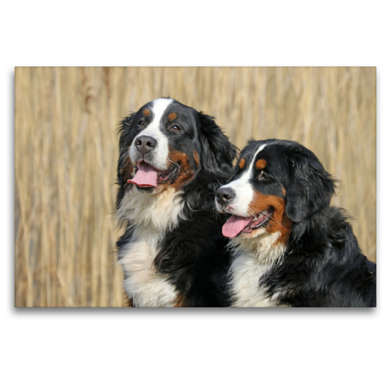 Berner  Sennenhunde