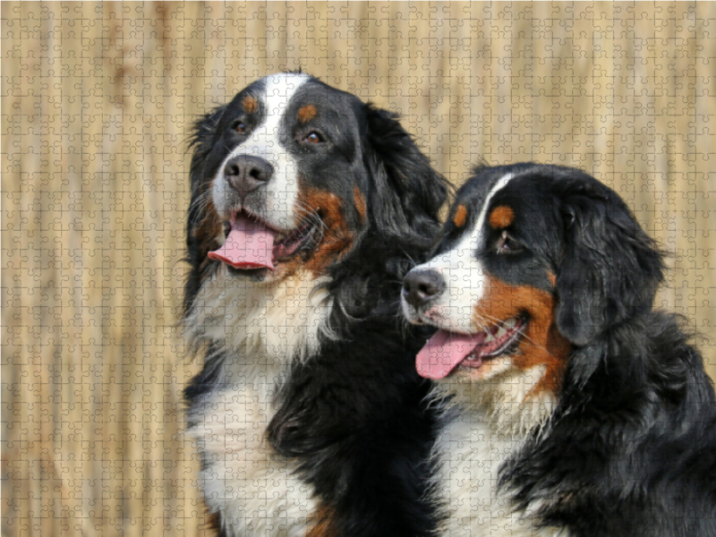 Berner  Sennenhunde