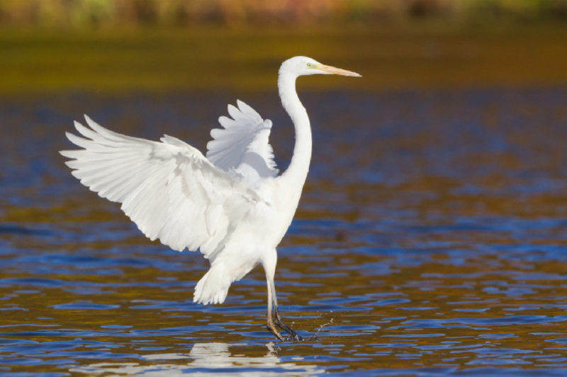 Silberreiher landet im Wasser