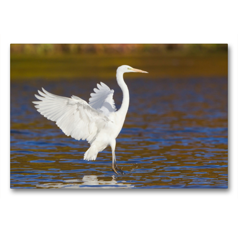 Silberreiher landet im Wasser