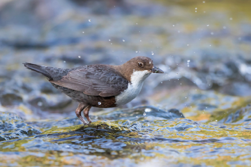 Wasseramel mit Beute