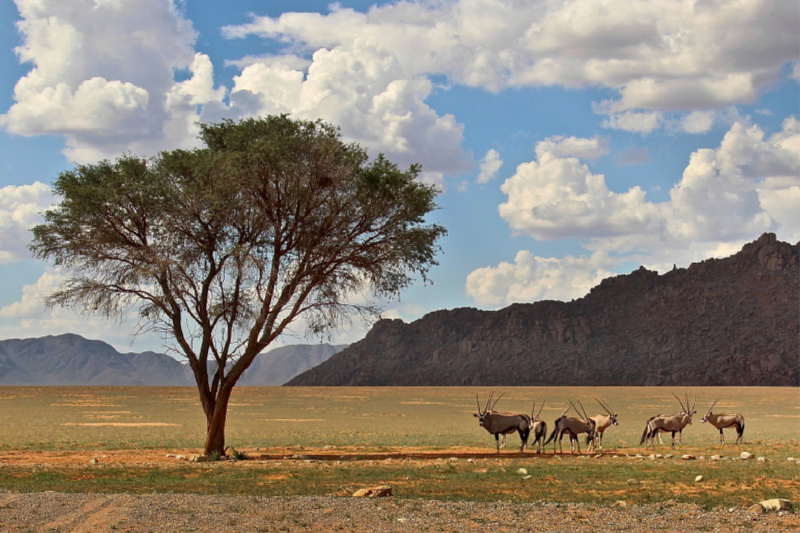 Namibia - Baum, Berg & Oryxantilopen