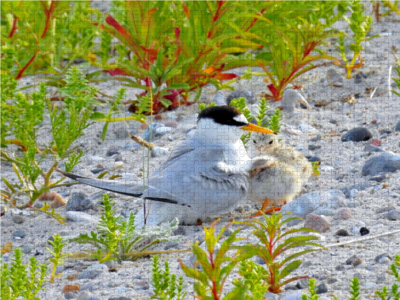 Zwergseeschwalbe mit Küken