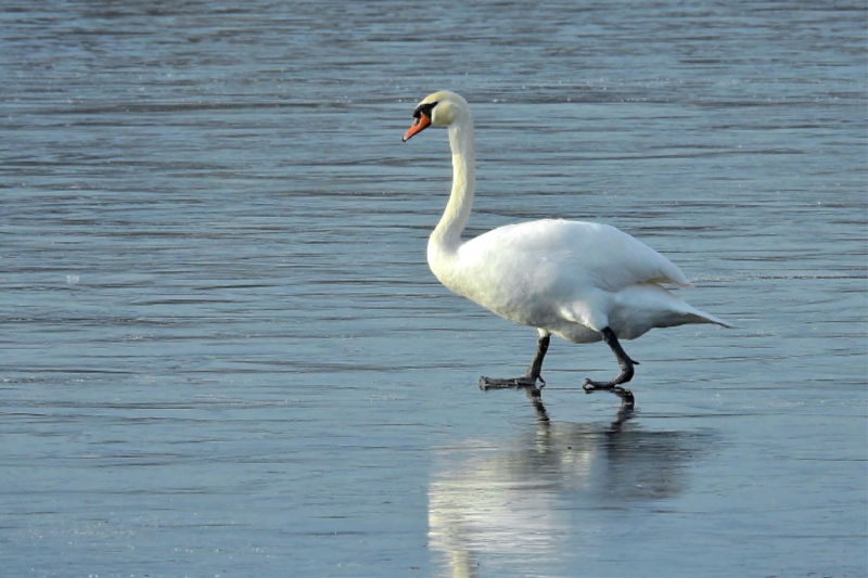 Höckerschwan auf Eis.