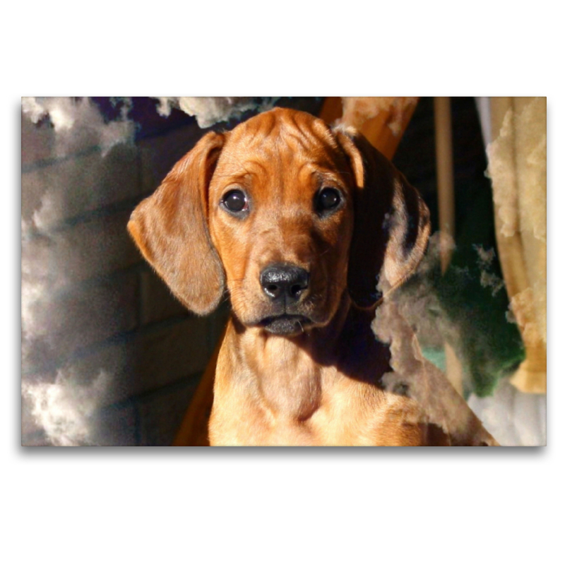 Ein Motiv aus dem Kalender Rhodesian Ridgeback - eine Liebe fürs Leben