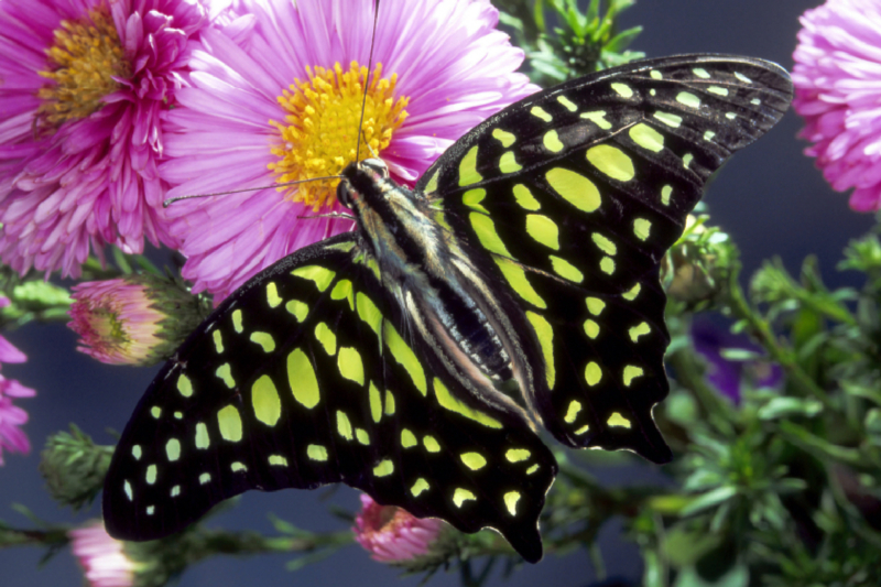 Graphium agamemnon (Südostasien)