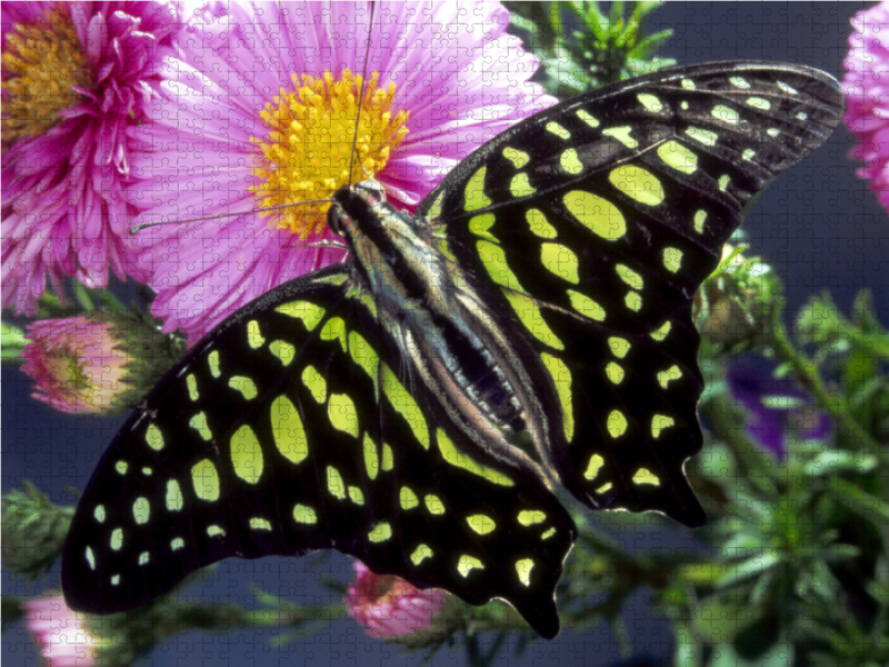 Graphium agamemnon (Südostasien)