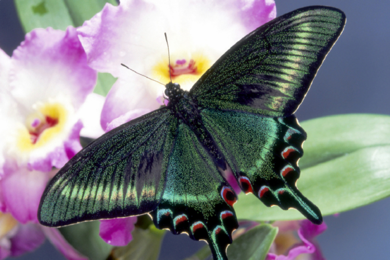 Papilio maackii (China / Japan