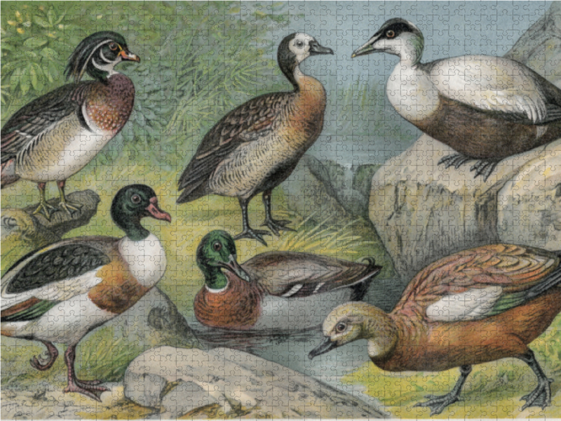 Enten, Künstler: Friedrich Specht (1839-1909)