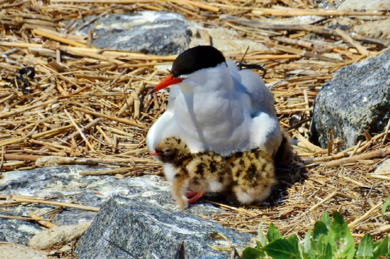 Eine Flussseeschwalbe mit Küken.