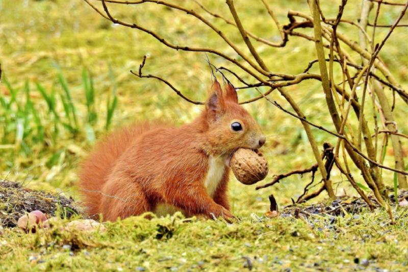 Ein Eichhörnchen sorgt für den Winter vor.