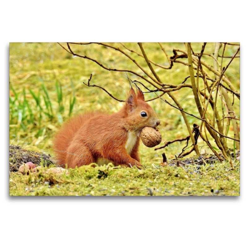 Ein Eichhörnchen sorgt für den Winter vor.